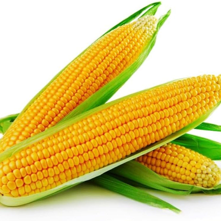 Fresh Sweet Corn