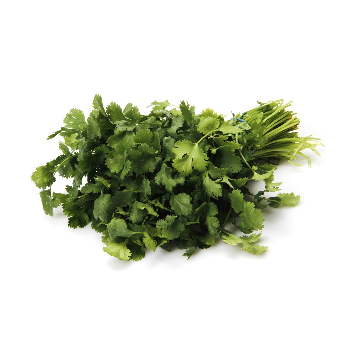 Cilantro Bunch