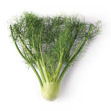 Fresh fennel